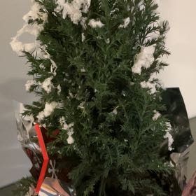 Photo of the plant species False Cypress by @SilkenComet13 named Bruce Lee on Greg, the plant care app