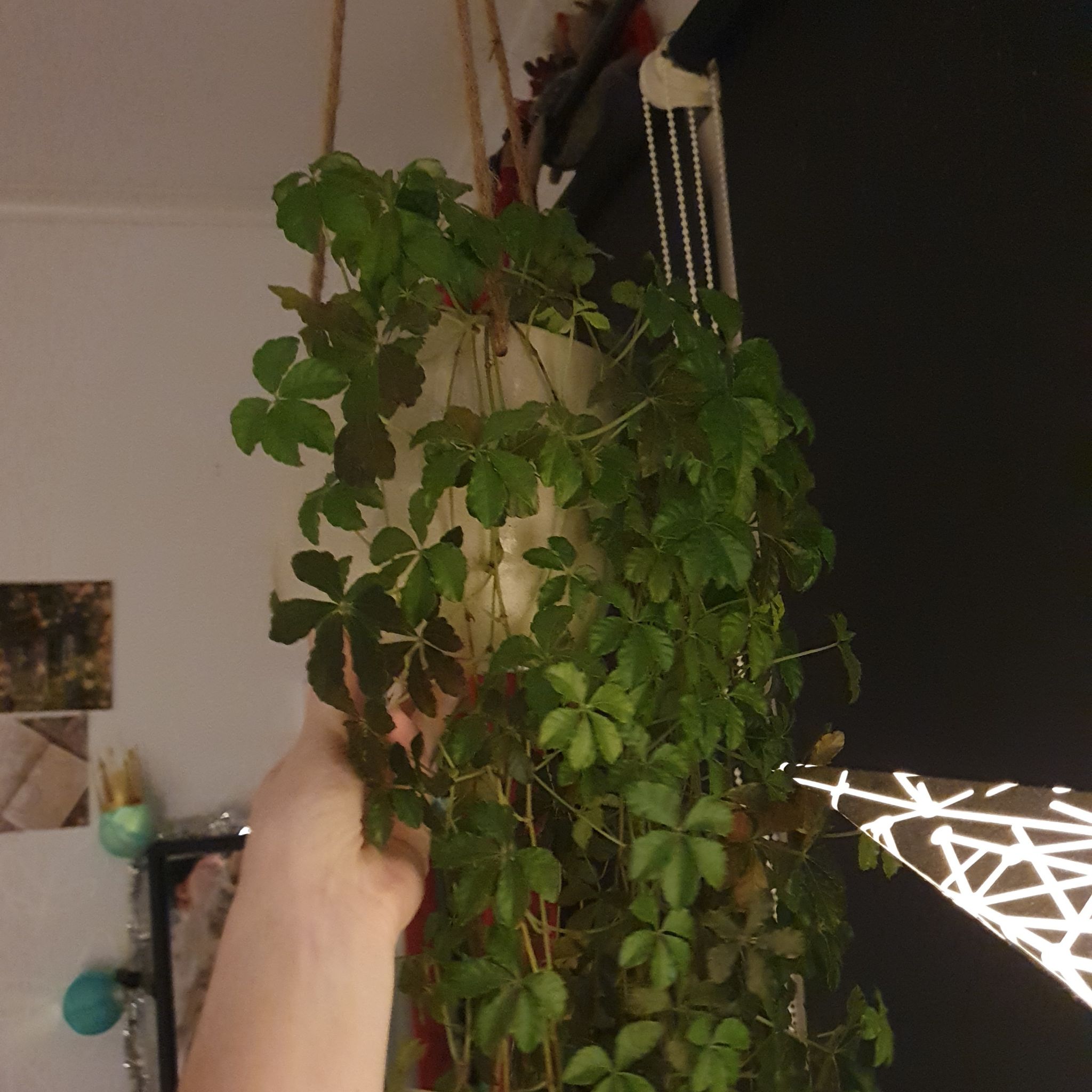 Photo of the plant species Sugar Vine by @VipAnthora60 named Cissus on Greg, the plant care app