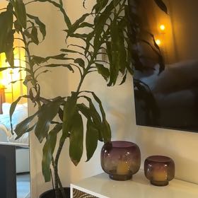Photo of the plant species Deremensis Pele by @RomanticBlueelf named Remington on Greg, the plant care app