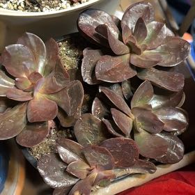 Photo of the plant species Echeveria 'Mahogany Rose' by @CuteBurrostail named Winston on Greg, the plant care app