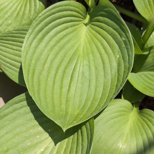 Photo of the plant species Blue Angel Plantain Lily by @FabWavycap14 named Muhammad Ali on Greg, the plant care app