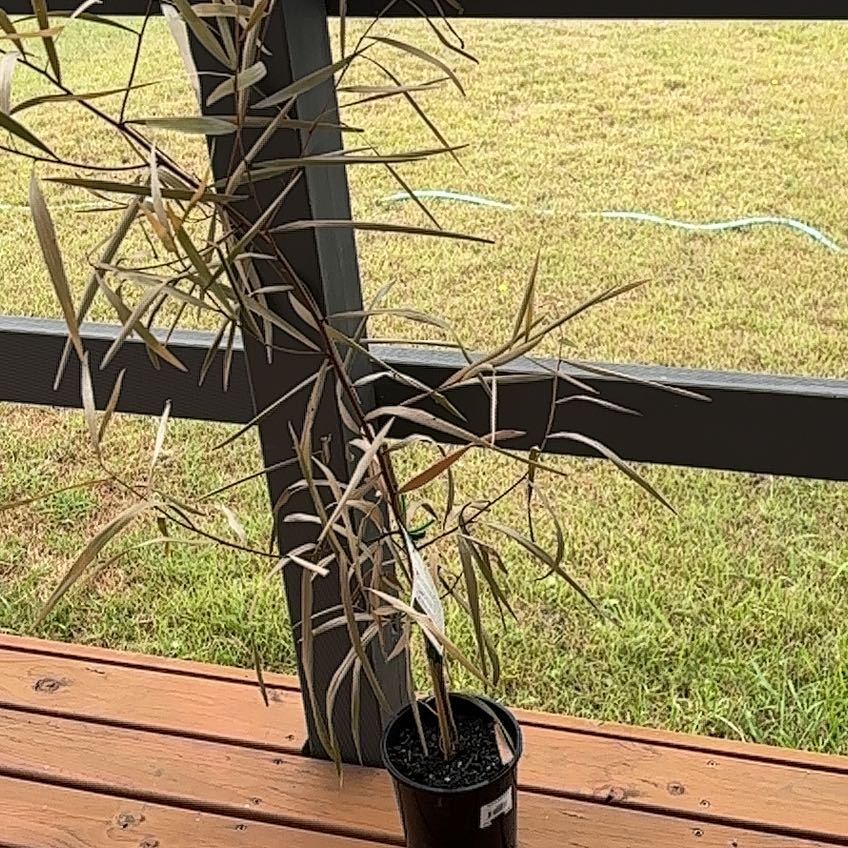 Plant care for Acacia Binervia on Greg, the plant care app