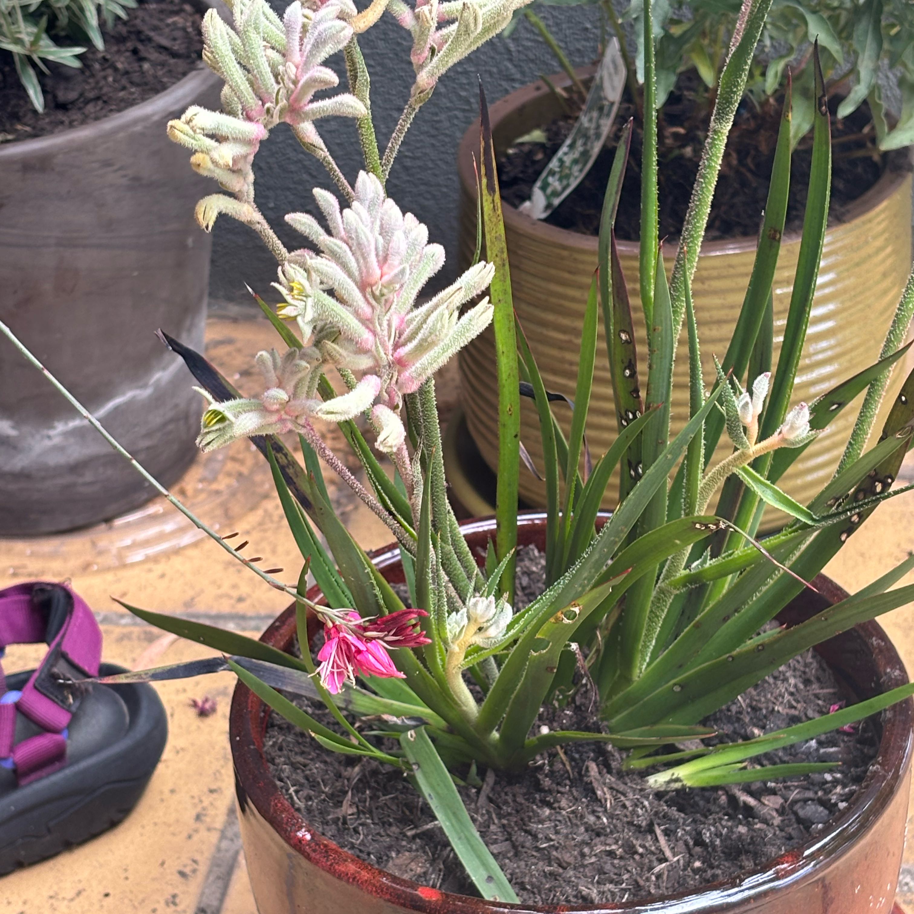 Plant care for Kangaroo Paw 'Bush Pearl' on Greg, the plant care app