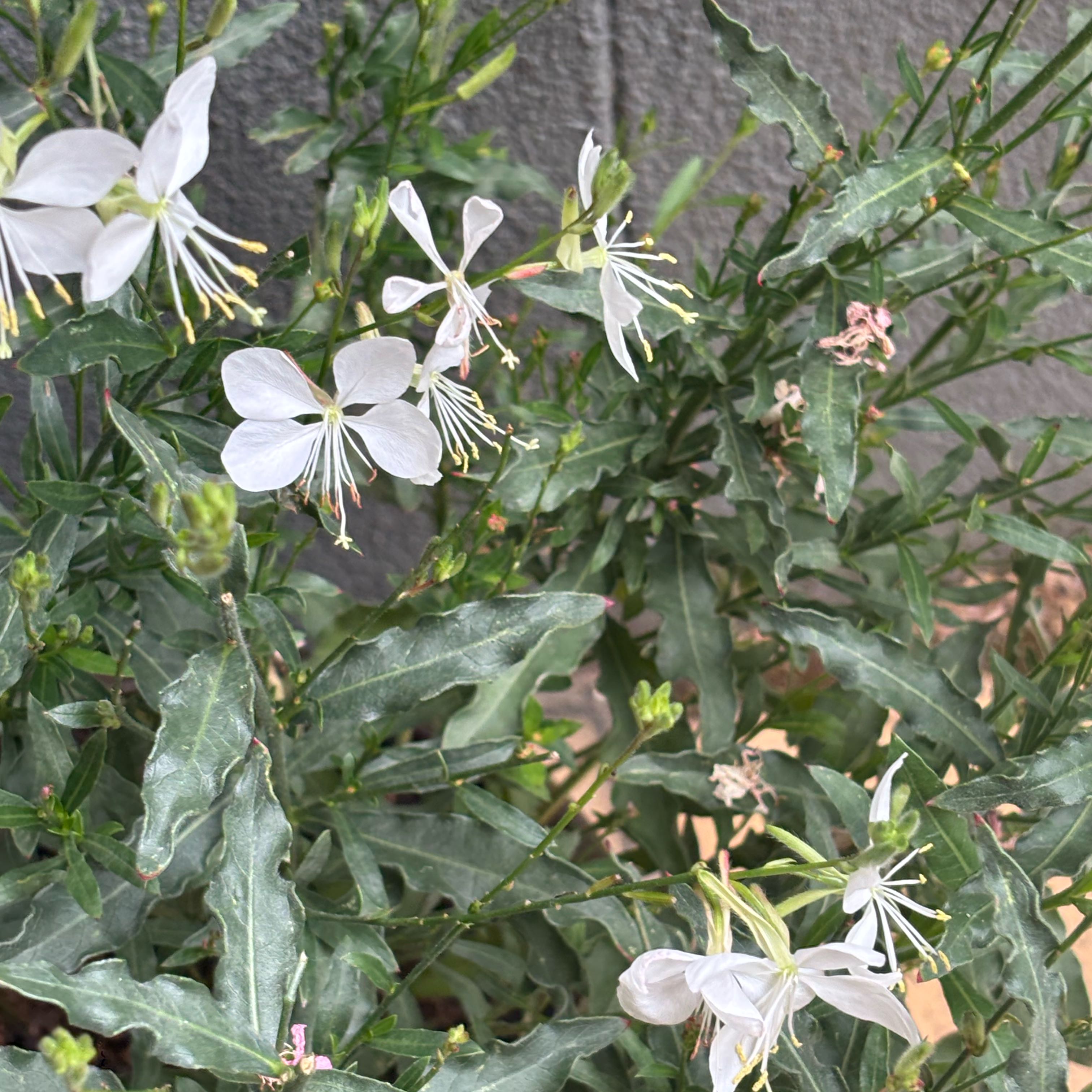 Photo of the plant species Pink Gaura by @Bvkl named 💎 on Greg, the plant care app