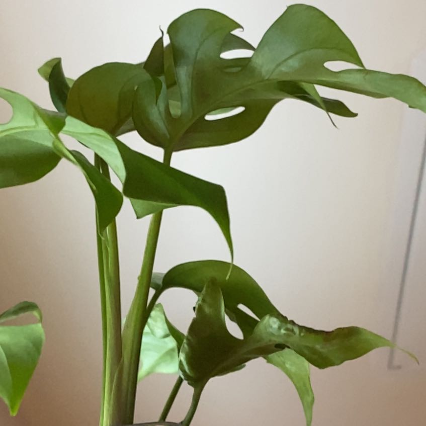Photo of the plant species Monstera Ginny by @ProbableSoybean named Keanu Leaves on Greg, the plant care app
