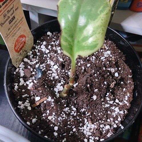 Photo of the plant species Baby Rubber Plant by @PeachyApplemint named Curie on Greg, the plant care app