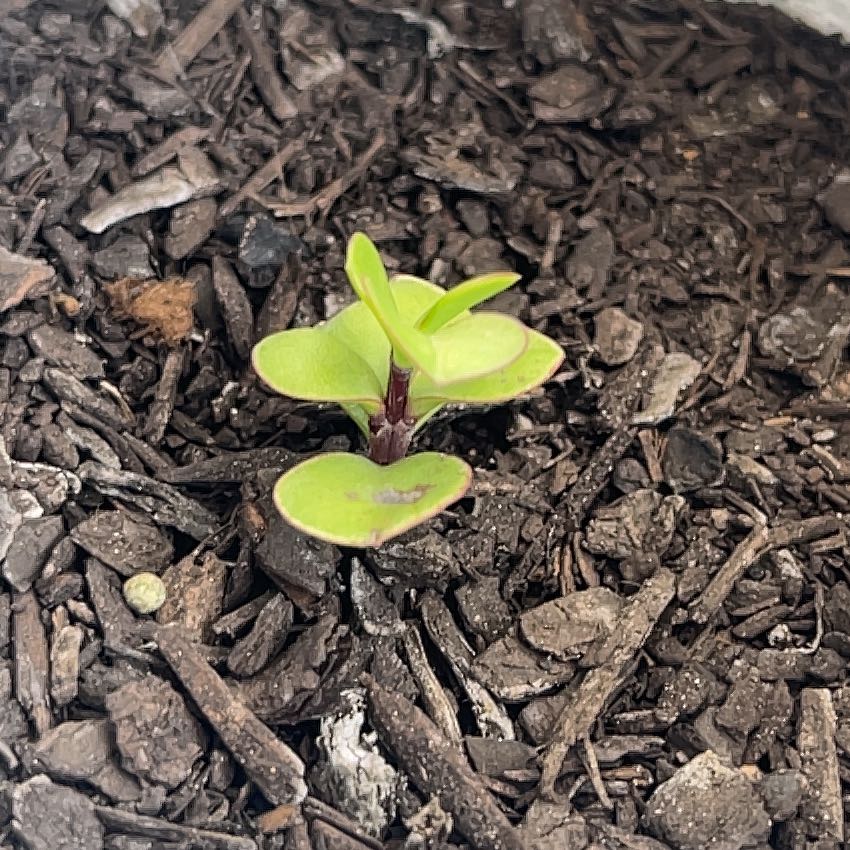 Photo of the plant species Money by @PetPawpaw61 named Money on Greg, the plant care app