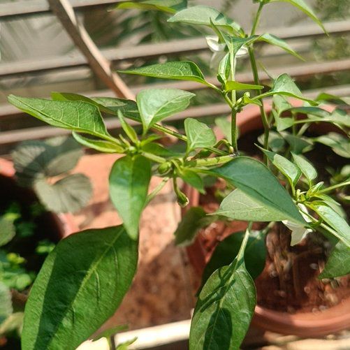 Photo of the plant species chilli by @UltraDateplum named Einstein on Greg, the plant care app