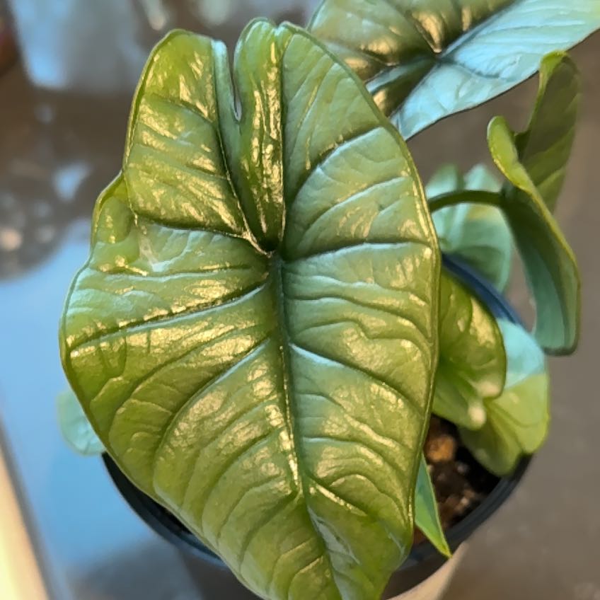 Photo of the plant species Alocasia Platinum by @SaluteRustyfig named K-shaya on Greg, the plant care app