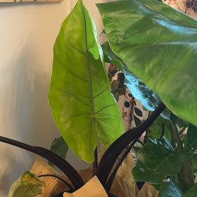 Photo of the plant species Alocasia Black Cobra by @SaluteRustyfig named Cobera on Greg, the plant care app