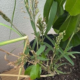 Photo of the plant species Proso Millet by @GirlWhosLovable named Krush on Greg, the plant care app