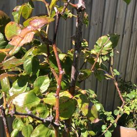 Photo of the plant species Tea Rose by @ZestyCattleya46 named Navajo on Greg, the plant care app