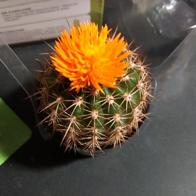 Photo of the plant species Orange Flowering Cactus by @LordlyBeech11 named Kendall on Greg, the plant care app