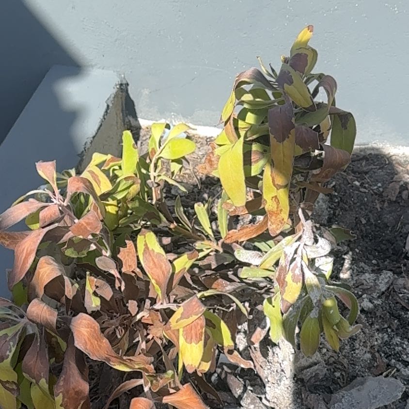 Photo of the plant species Pink King Protea by @MightilyFanpalm named Dolores on Greg, the plant care app