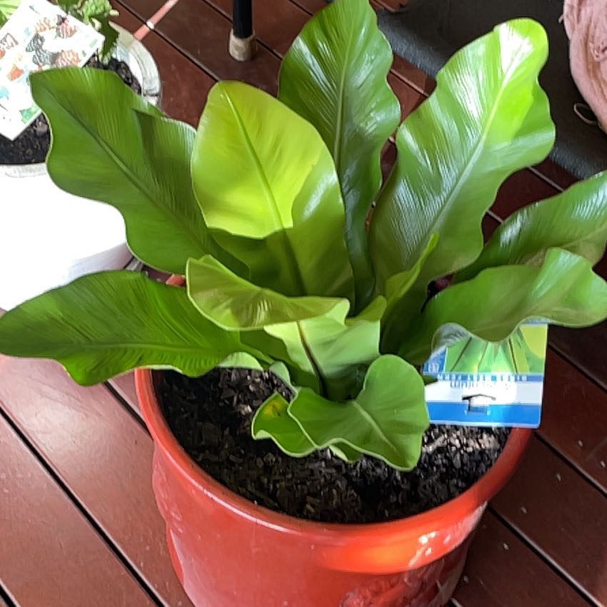 Photo of the plant species Bird's Nest Fern by @HomelySourwood named Fernie Saunders on Greg, the plant care app