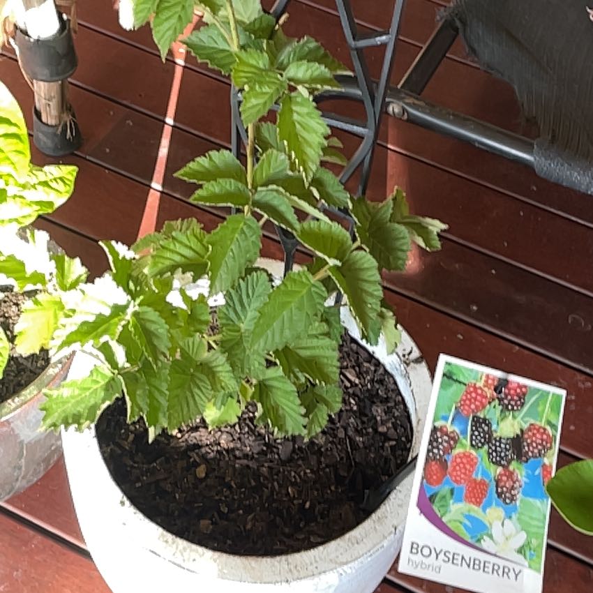 Photo of the plant species Boysenberry by @HomelySourwood named Daphne on Greg, the plant care app