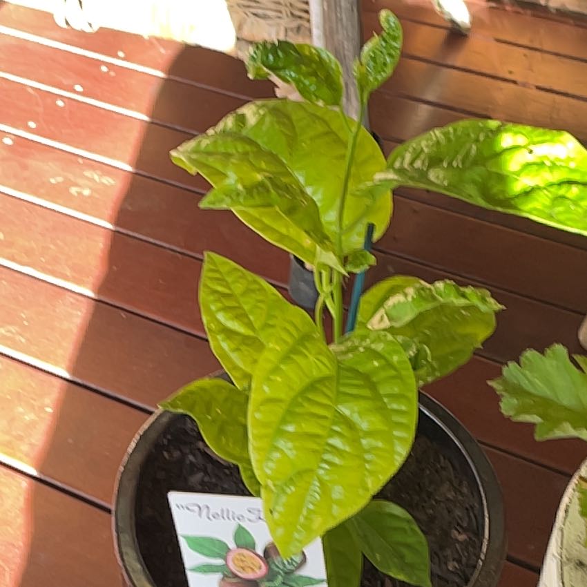 Photo of the plant species Purple Passion Fruit Vine by @HomelySourwood named Navajo on Greg, the plant care app