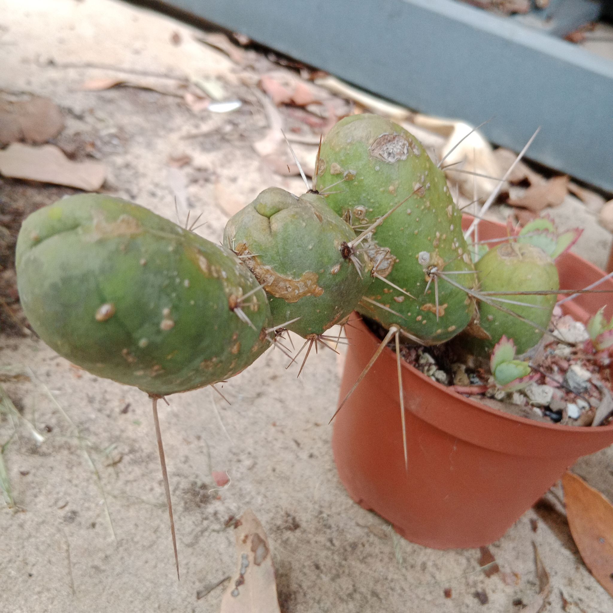 Photo of the plant species penis cactus by @daveyb named Hemingway on Greg, the plant care app