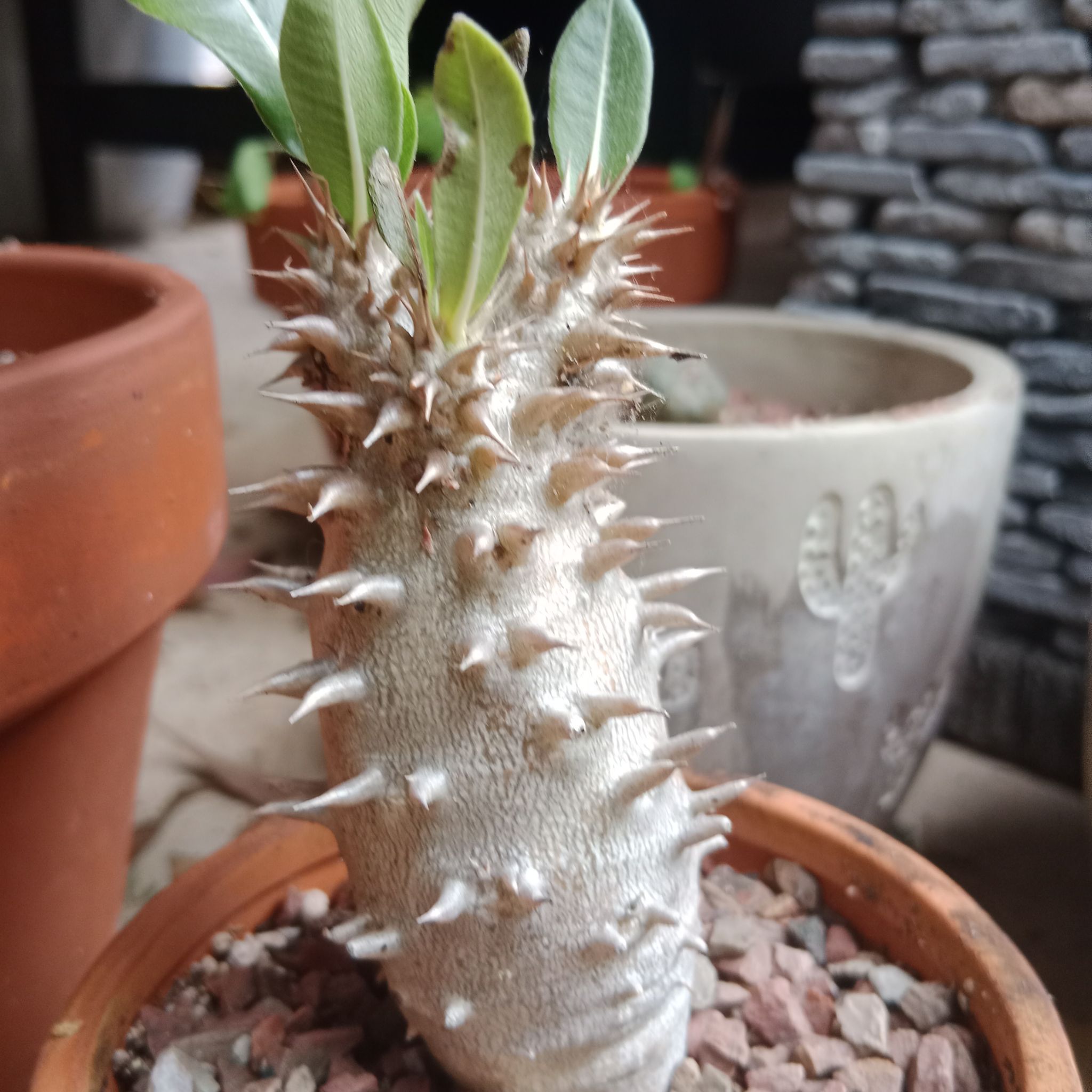 Photo of the plant species Horombe Clubfoot by @daveyb named Mochi on Greg, the plant care app