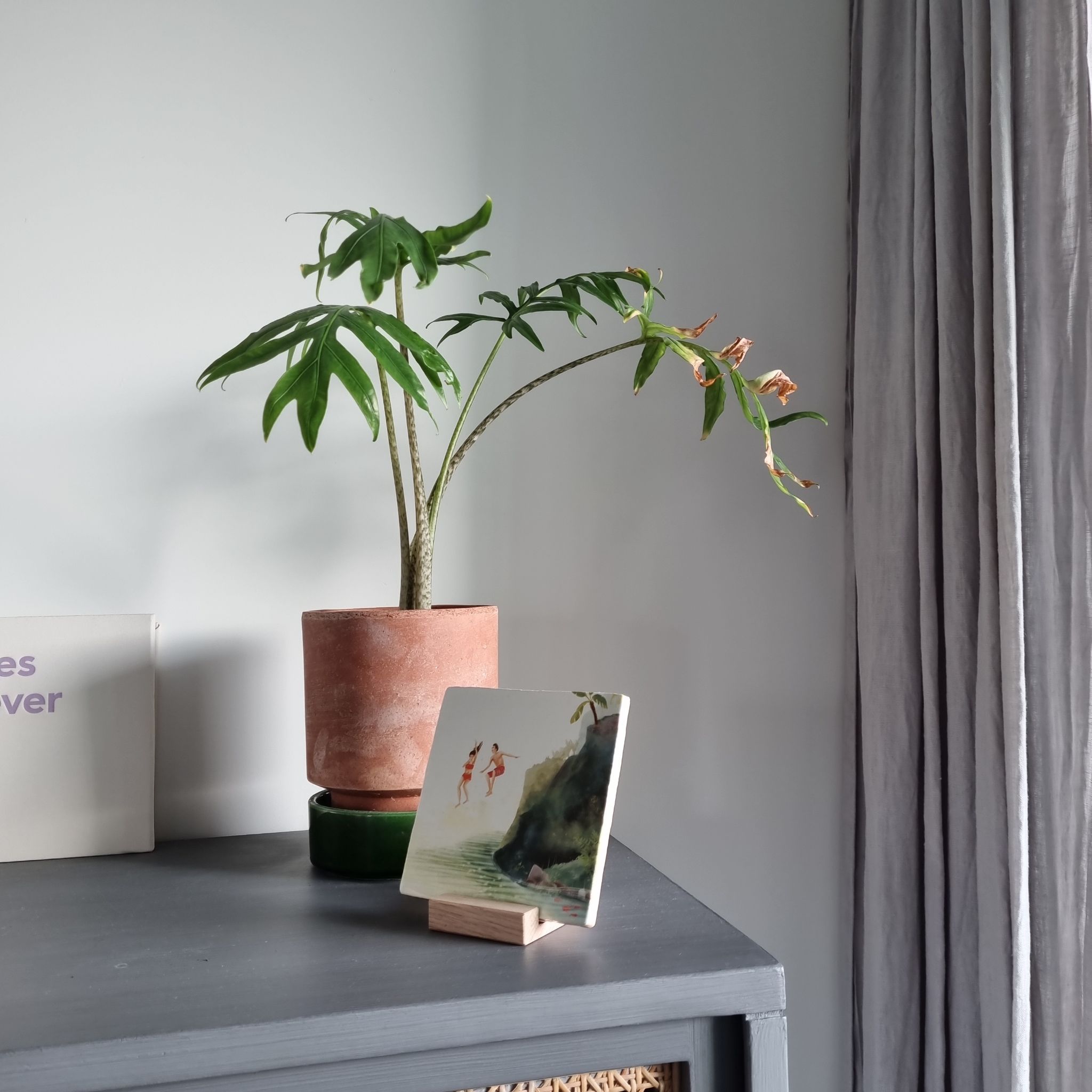 Photo of the plant species Alocasia 'Pink Passion' by @Deliciosa named Marilyn on Greg, the plant care app