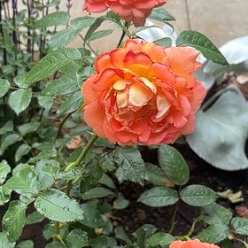 Photo of the plant species Rosa 'Jane Austen' by @FunnySandrose50 named Kesha on Greg, the plant care app