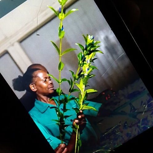 Plant care for Three-Colored Gentian on Greg, the plant care app