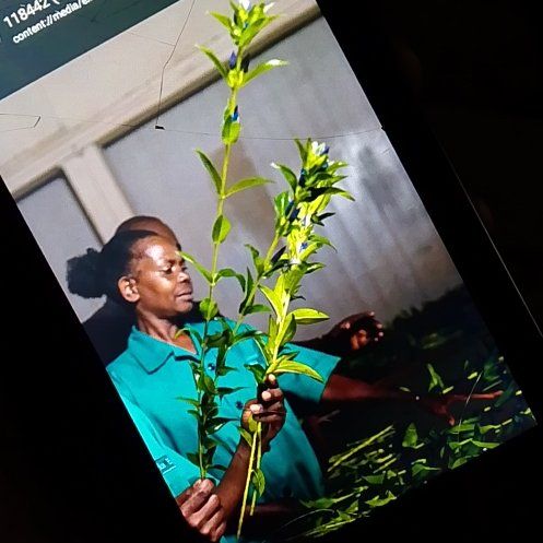 Photo of the plant species Blue Gentian by @PureRubyball58 named Kylie on Greg, the plant care app