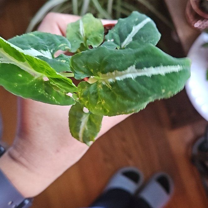 Photo of the plant species Arrrowhead Plant by @ZarfViciasativa named Michelle Branch on Greg, the plant care app