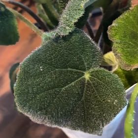 Photo of the plant species Fuzzy Begonia by @ComicFernmoss named Homer on Greg, the plant care app