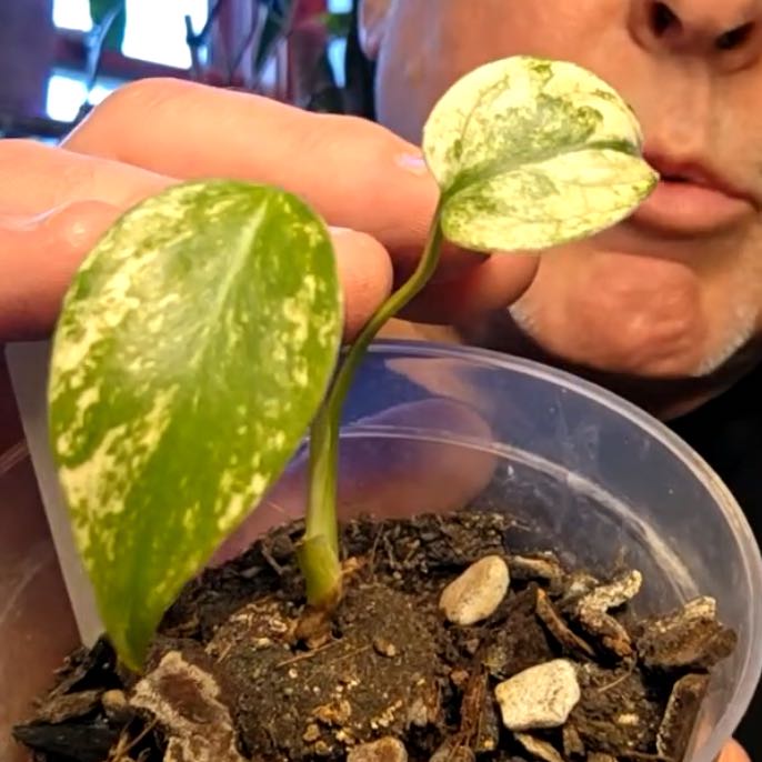 Photo of the plant species Monstera Mint by @VoidVortex named Sol Sprouticus on Greg, the plant care app