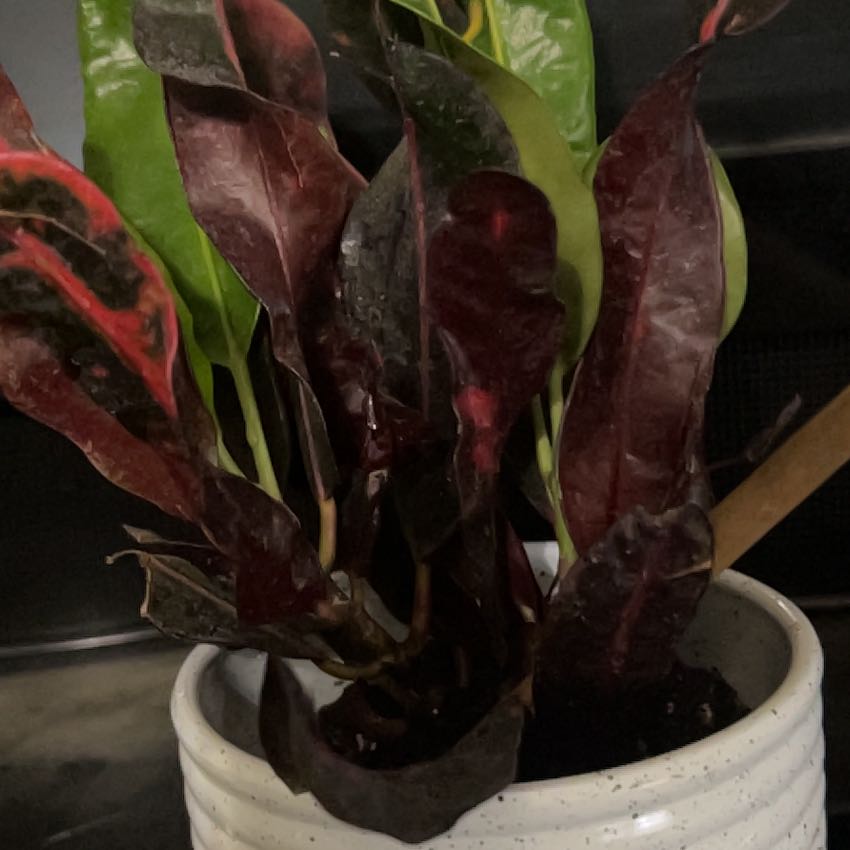 Nori