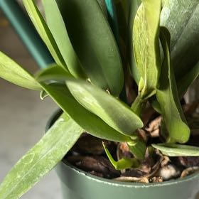 Photo of the plant species Cattleya Orchid Hybrid by @ChiefSweetflag named Lola on Greg, the plant care app