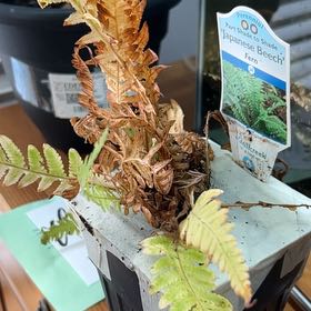 Photo of the plant species Japanese Beech Fern by @CuteLithop10 named Harmony on Greg, the plant care app