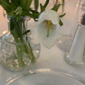 Photo of the plant species Spring Snowflake by @CuteLithop10 named Rainier on Greg, the plant care app