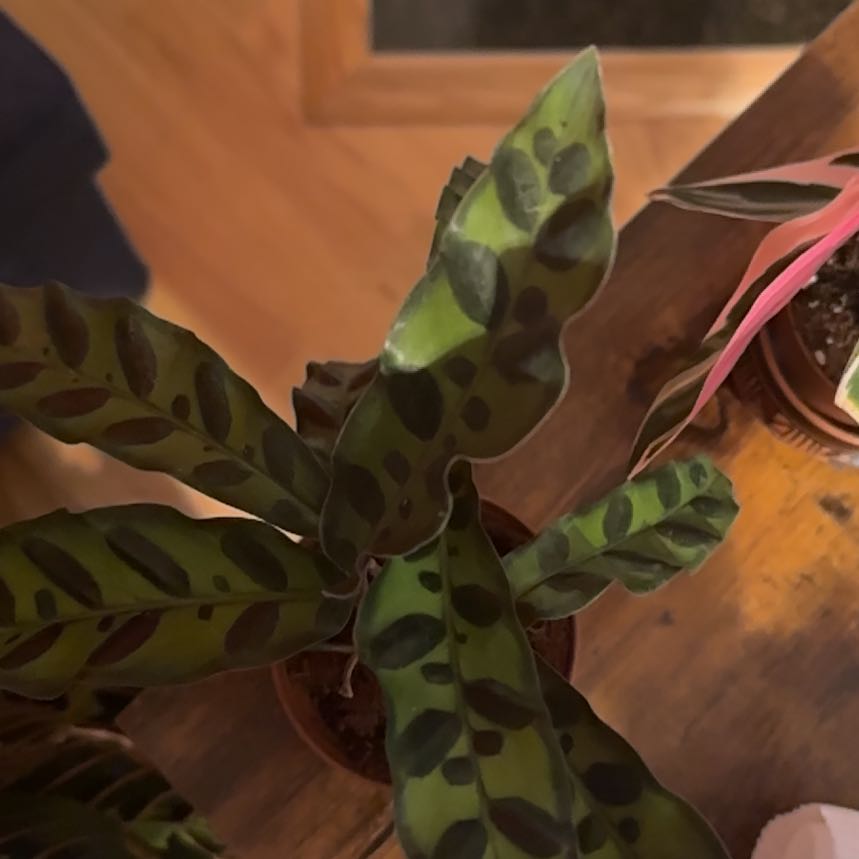 Photo of the plant species Rattlesnake Plant by @SubtleBlueech named Doja Cat on Greg, the plant care app