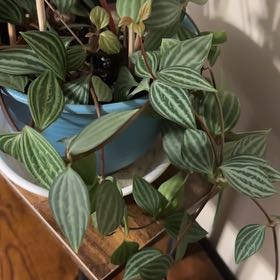 Photo of the plant species Variegated Aluminum Plant by @SubtleBlueech named Spike Leaves on Greg, the plant care app