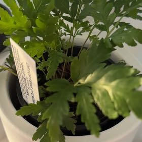 Photo of the plant species Shaggy Shield Fern by @LushStjohnswort named Surya on Greg, the plant care app