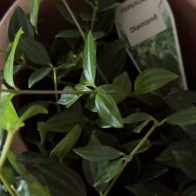 Photo of the plant species Peperomia 'Diamond' by @LushStjohnswort named Athena on Greg, the plant care app