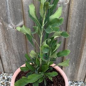 Photo of the plant species New South Wales Waratah by @LushStjohnswort named Sir Plancelot on Greg, the plant care app