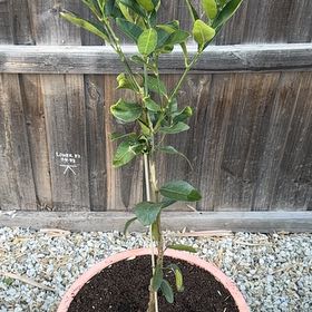 Photo of the plant species Tahitian Lime by @LushStjohnswort named Baesil on Greg, the plant care app