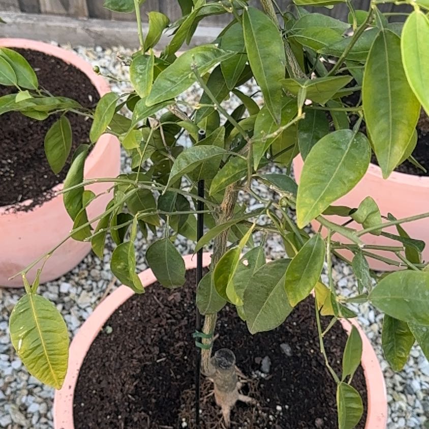 Photo of the plant species Aloe 'Tangerine' by @LushStjohnswort named Sage on Greg, the plant care app