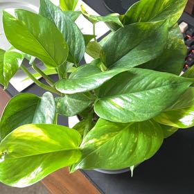 Photo of the plant species Hawaiian Pothos by @TrustyAcajou24 named Nemo on Greg, the plant care app
