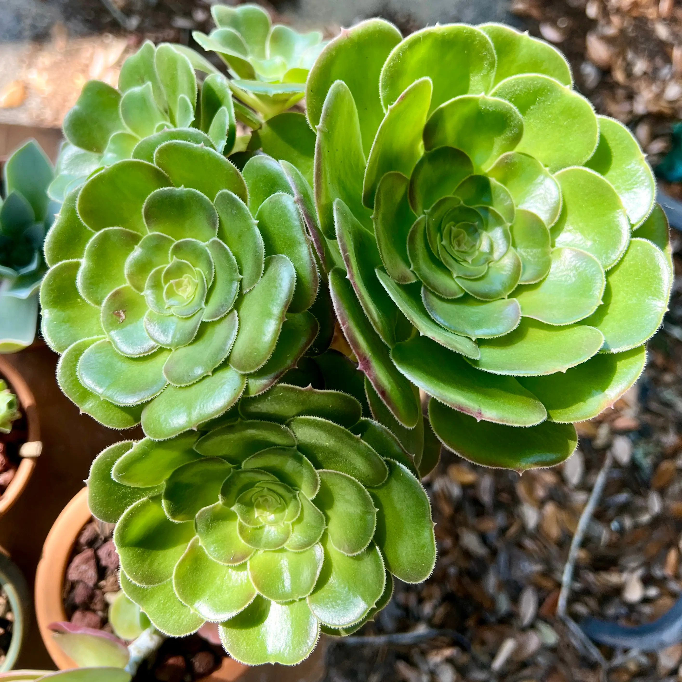 Photo of the plant species Blushing Beauty by @RLsucculents named McKinley on Greg, the plant care app