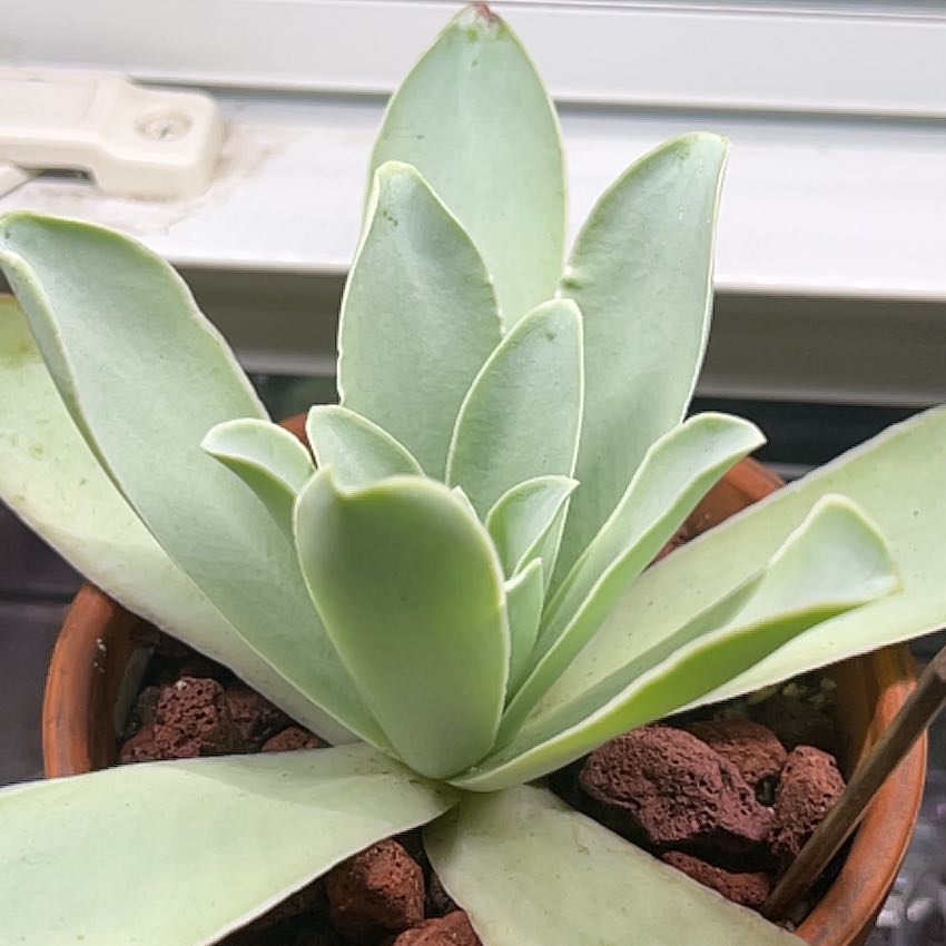 Photo of the plant species Pink El Hierro by @RLsucculents named Emerson on Greg, the plant care app