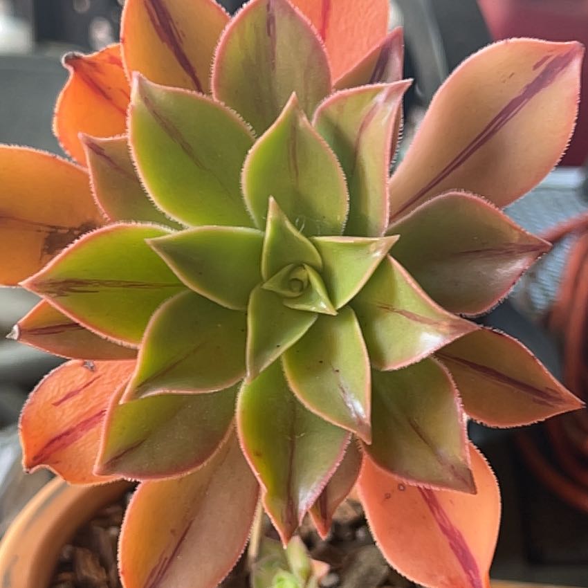 Photo of the plant species Aeonuim leucoberpharum by @RLsucculents named Luko on Greg, the plant care app
