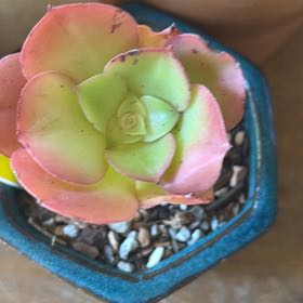 Plant care for Aeonium 'Sunburst Cristatum Album' on Greg, the plant care app