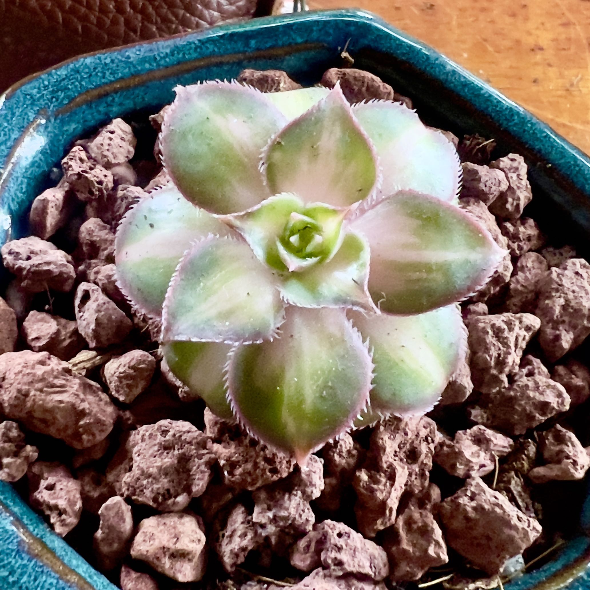 Photo of the plant species Aeonuim leucoberpharum by @RLsucculents named Luko Baby on Greg, the plant care app
