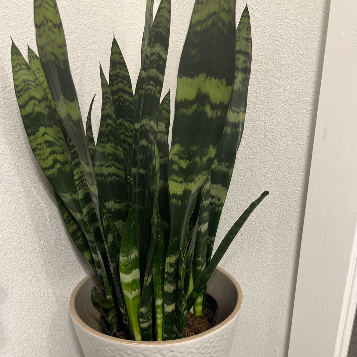 Zeylanica Snake Plant in a pot against a plain background.