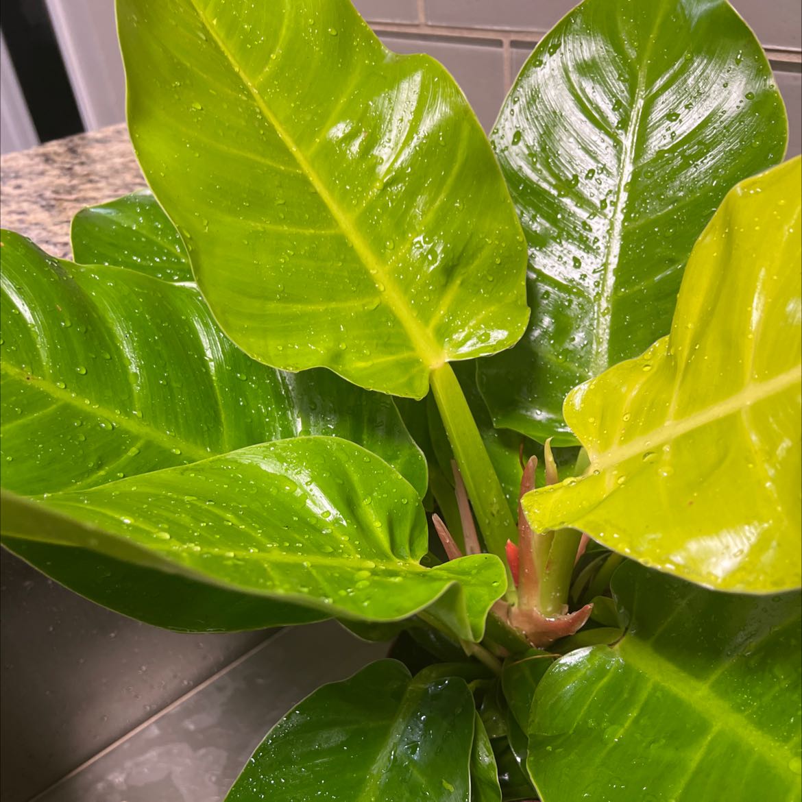 Photo of the plant species Philodendron 'Ceylon Golden' by @Raissa named Philodendron erubescens on Greg, the plant care app