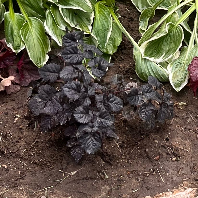 Photo of the plant species Heuchera by @PetiteRedwood83 named Darwin on Greg, the plant care app
